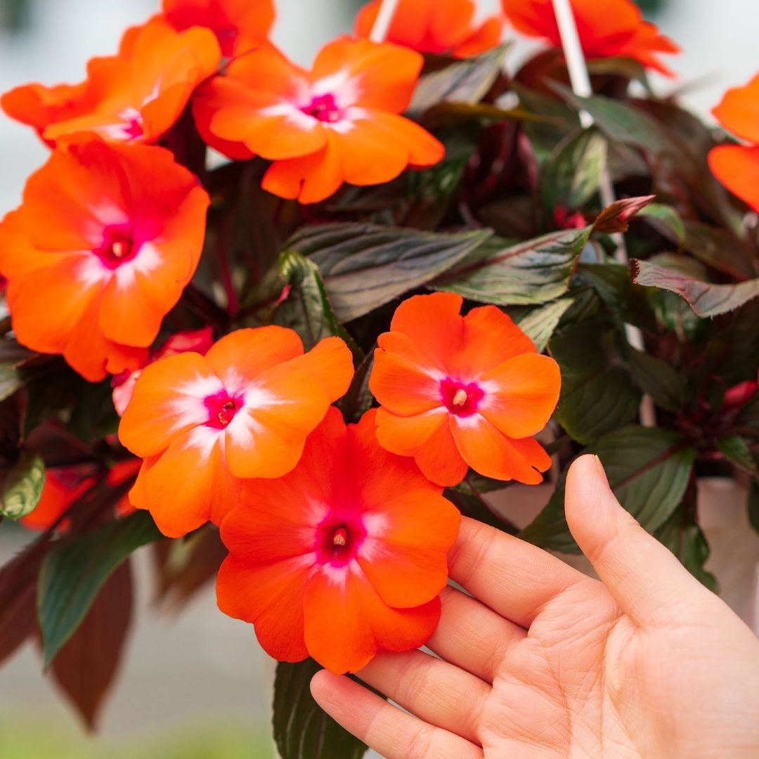 New Guinea Impatiens – Super Sonic Orange Ice – 8″ Hanging Basket